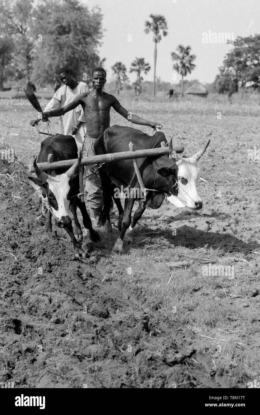 Contadino con le mucche per arare un campo in Malual Kon, sud Sudan. Foto Stock