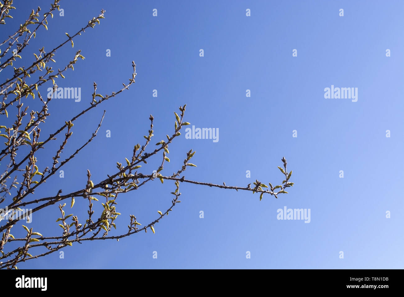 La molla a rami di alberi con un abbondanza di germogli contro il cielo blu su una soleggiata giornata di primavera in aprile, Svezia. Foto Stock