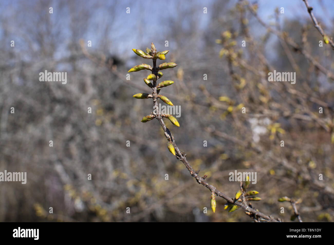 La molla a rami di alberi con un abbondanza di germogli su una soleggiata giornata di primavera in aprile, Svezia. Foto Stock