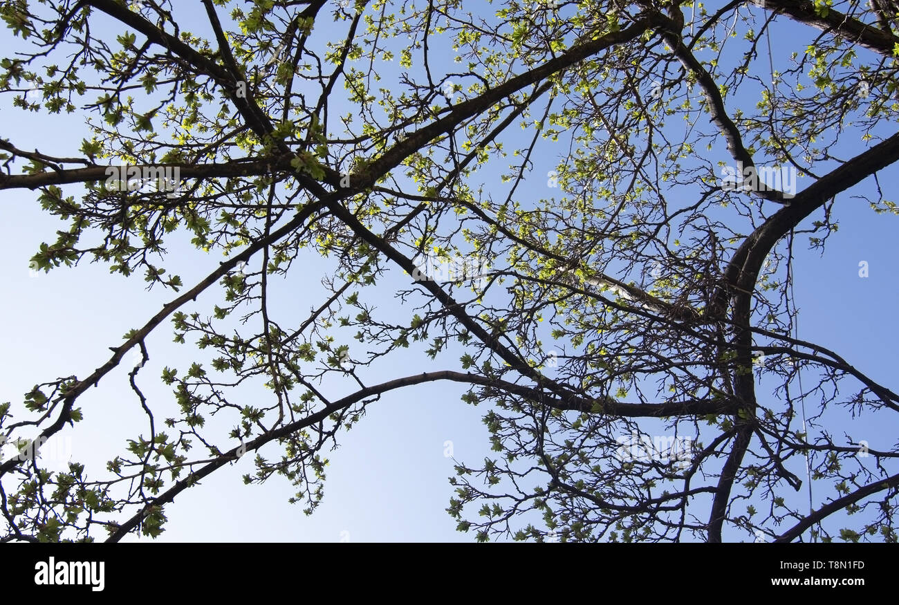 Molla di foglie verdi e blu del cielo in una giornata di sole in Vasastan, aprile a Stoccolma, Svezia. Foto Stock