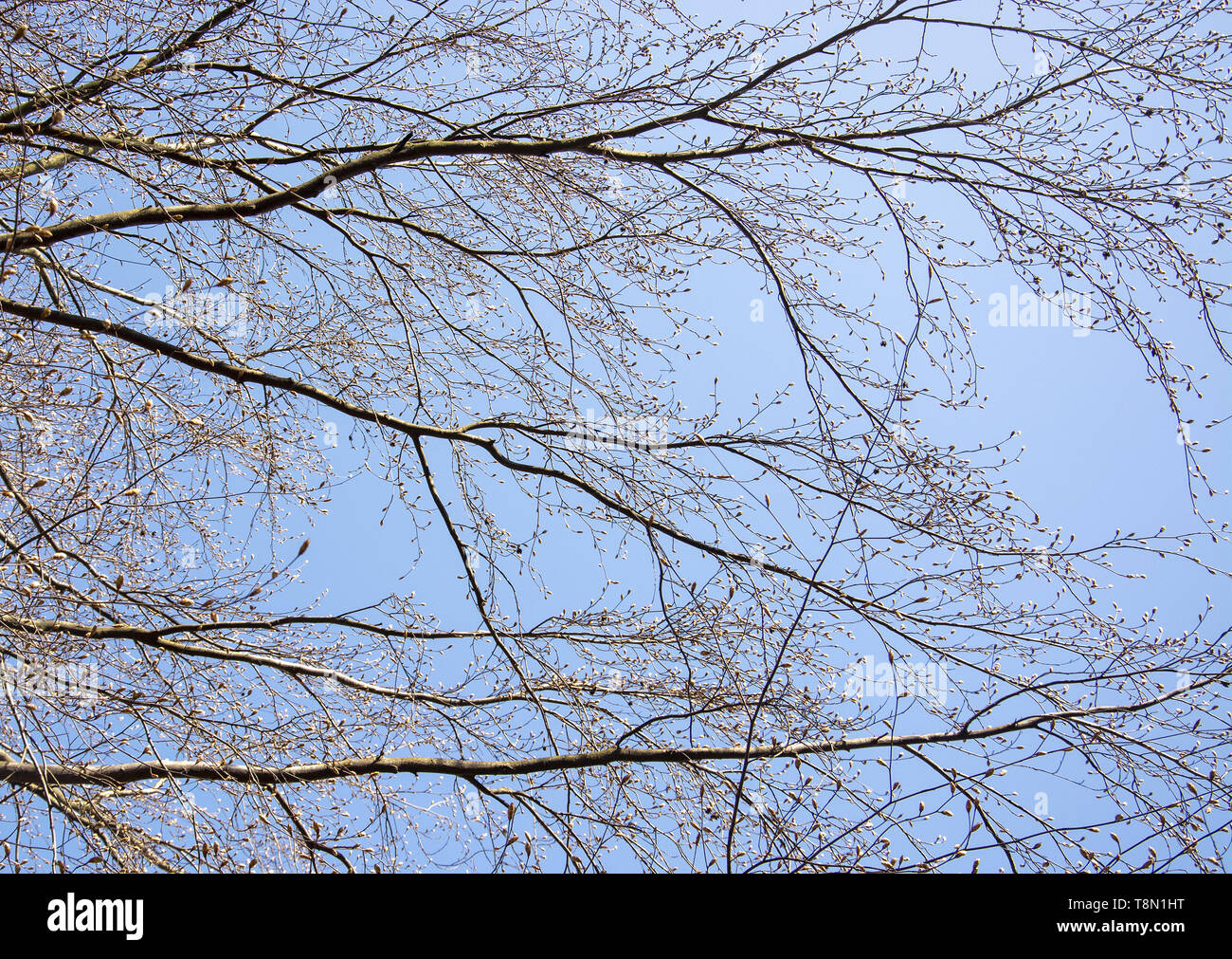 La molla a rami di alberi con un abbondanza di germogli contro il cielo blu su una soleggiata giornata di primavera in aprile, Svezia. Foto Stock