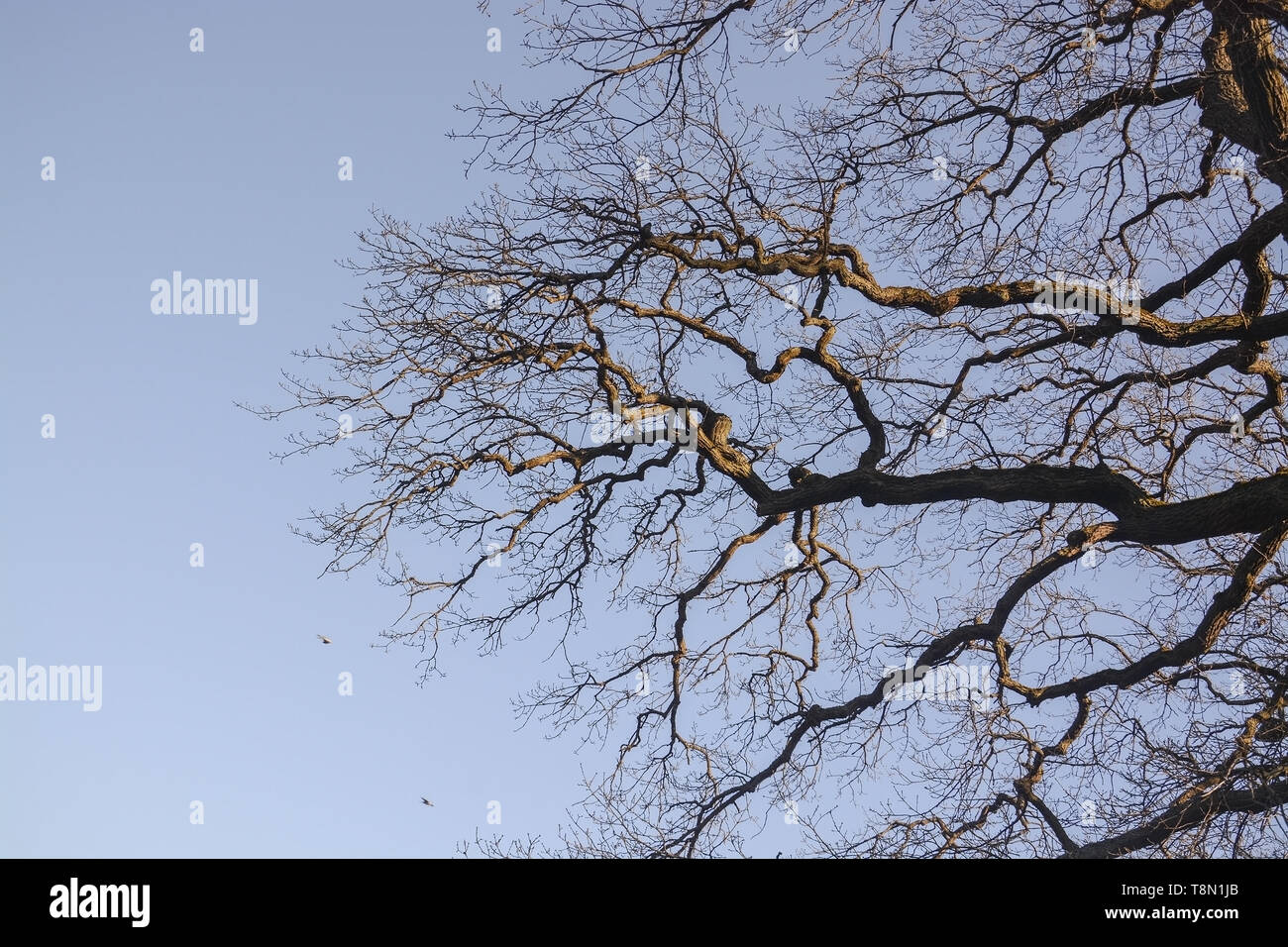 Albero di quercia rami contro il cielo blu su una soleggiata giornata di primavera a Stoccolma, Svezia. Foto Stock