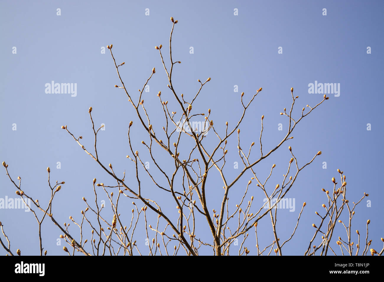 La molla a rami di alberi con un abbondanza di germogli contro il cielo blu su una soleggiata giornata di primavera in aprile, Svezia. Foto Stock