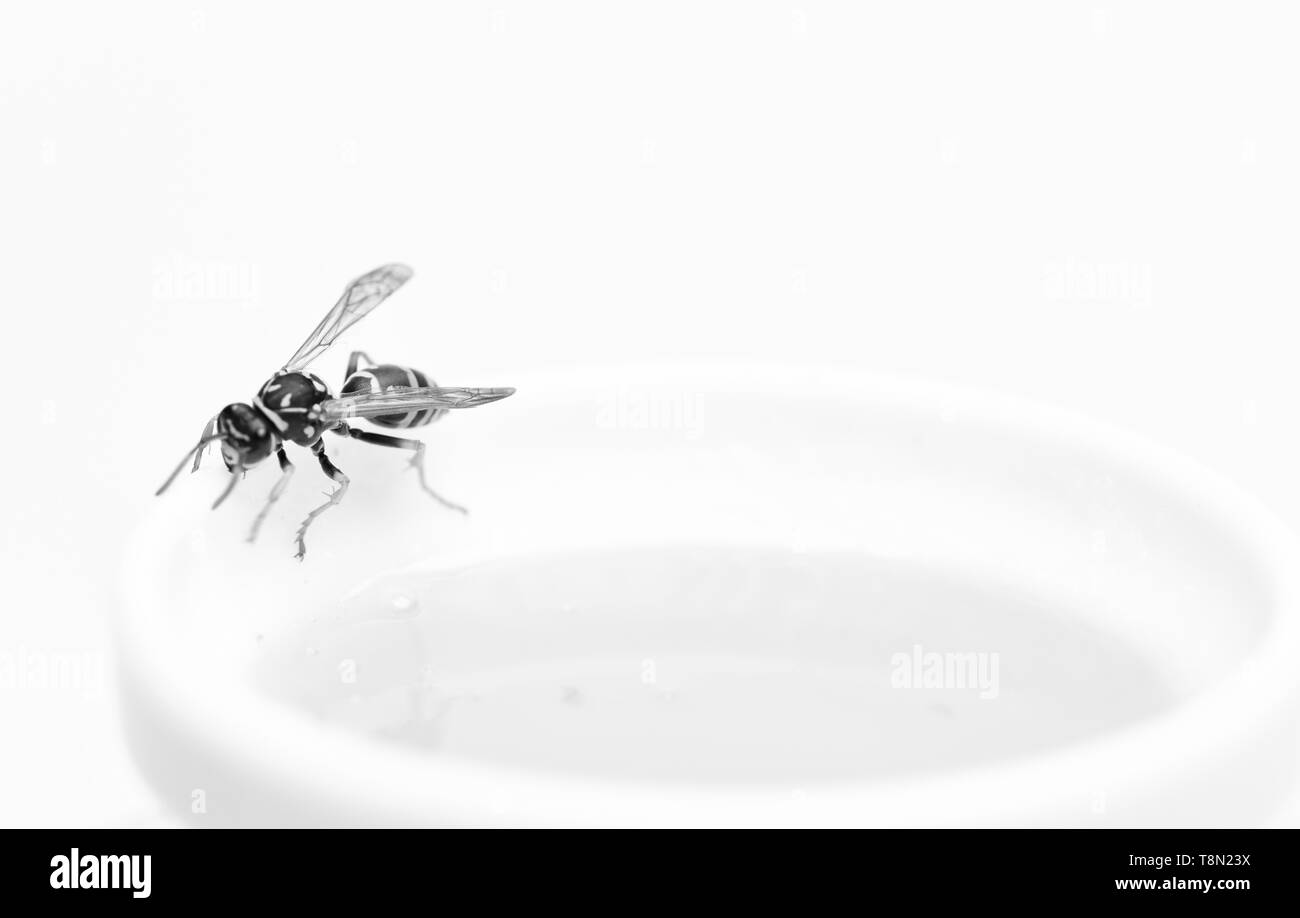 Delle api o vespe sulla tazza di miele sfondo bianco. Cibo sano e concetto di stile di vita. Naturale e di prodotto organico. Dolcificante naturale. La produzione di miele. Naturale dolce nettare. Miele naturale e bee close up. Foto Stock