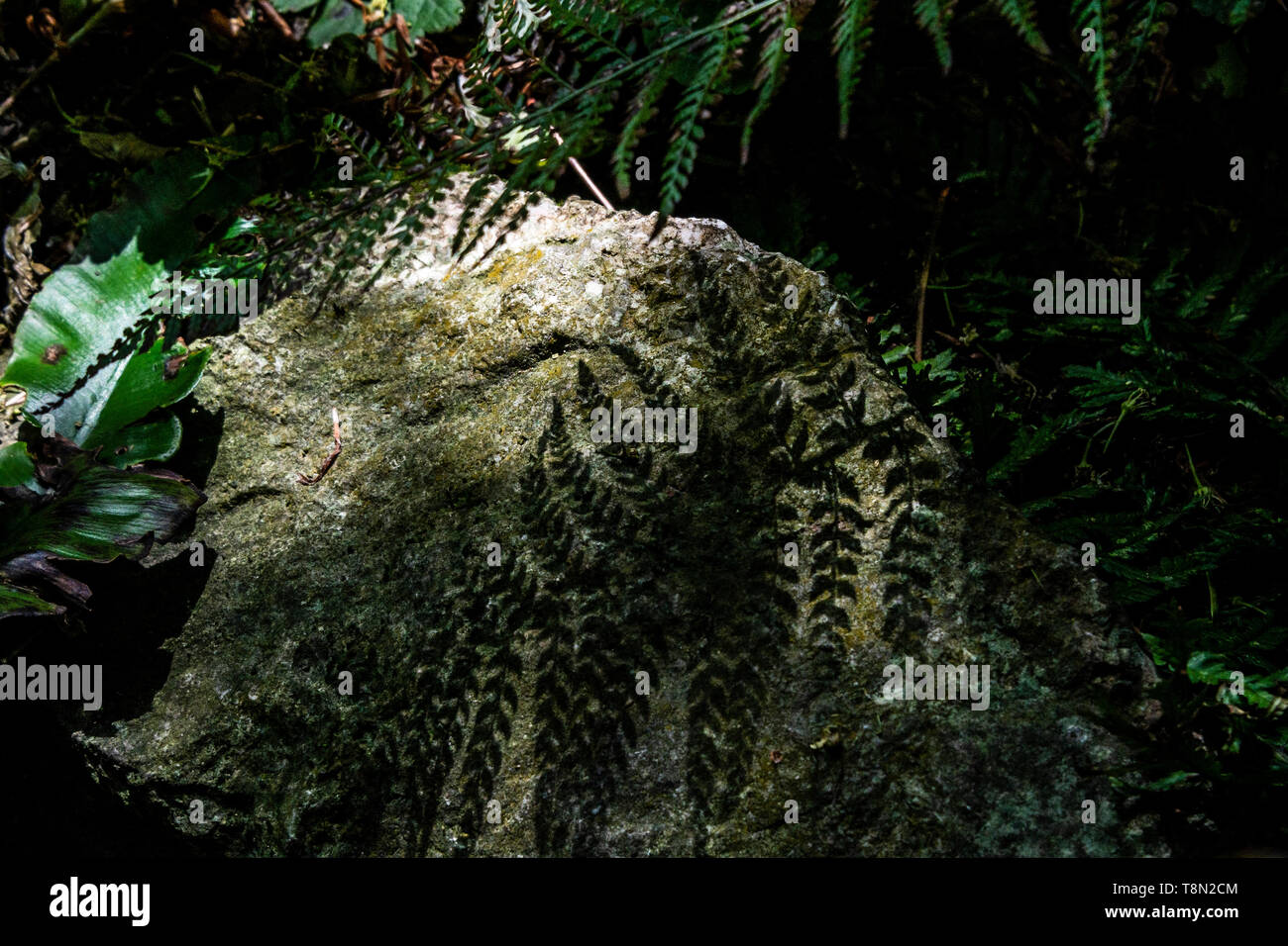 Una fronda di felce che proietta un'ombra su una roccia in una luce soffusa Foto Stock