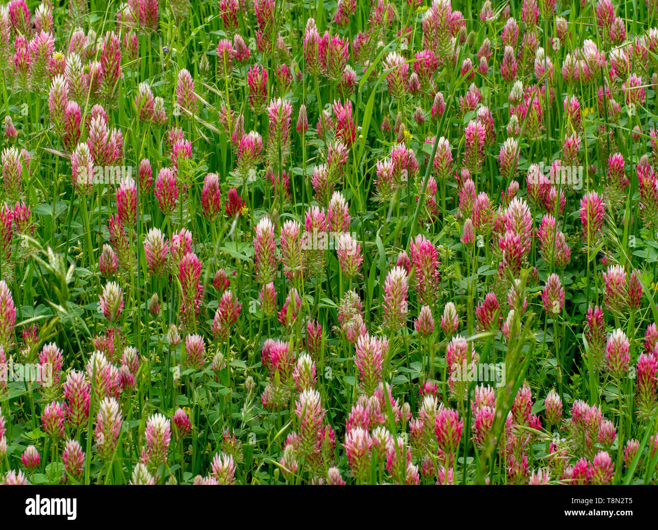 Trifoglio rosso trifoglio, in fiore nel campo. Trifolium pratense, raccolto di foraggio di pascolo, fieno e concime verde. Azoto fissatore. Medicinali anche. Foto Stock