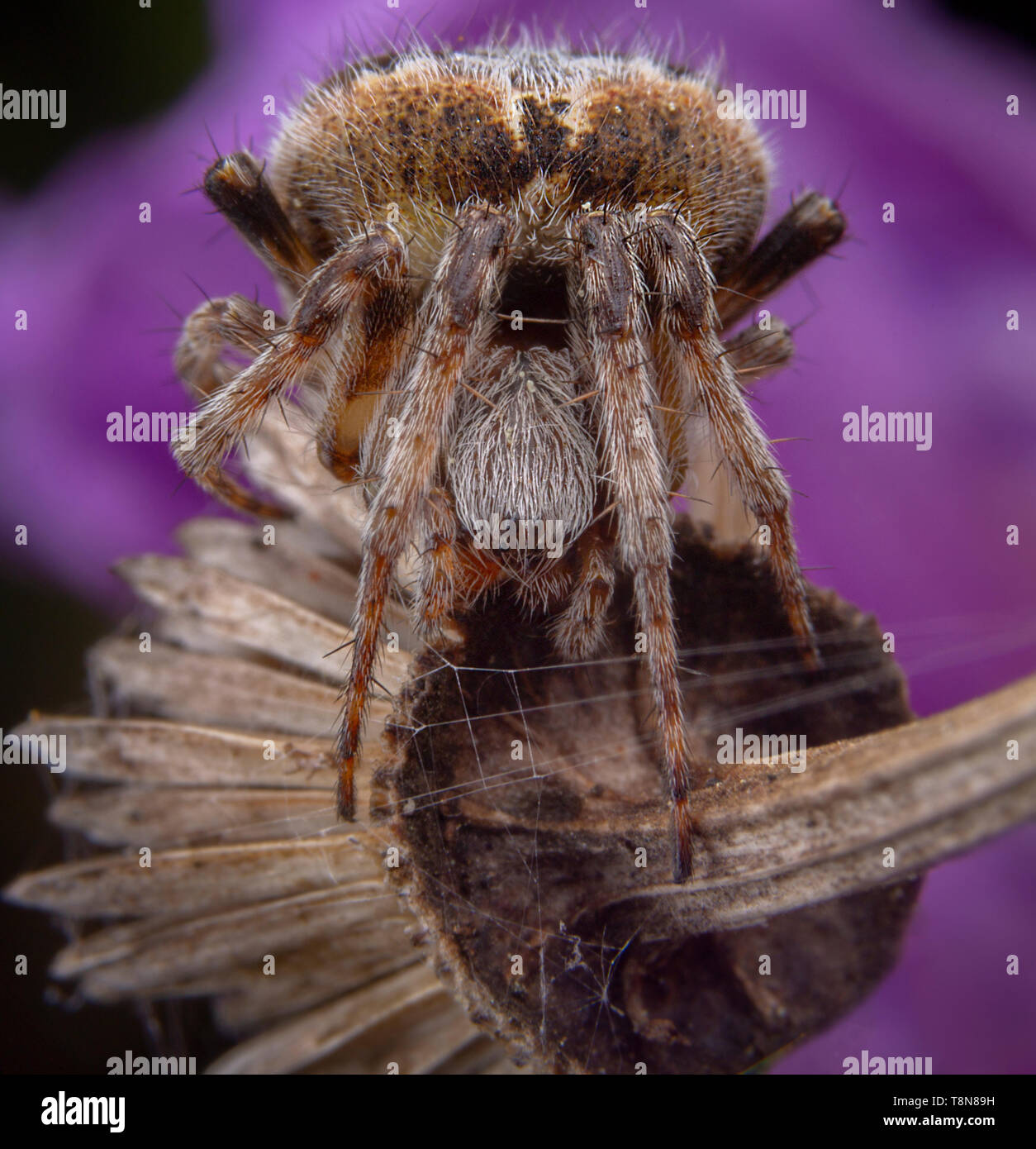 Big agalanatea redii AKA agalenatea redii spider in posa sui fiori viola Foto Stock