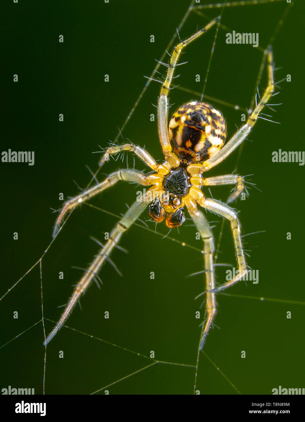 Grande giallo spider translicent diffondere le gambe sul suo spider web Foto Stock