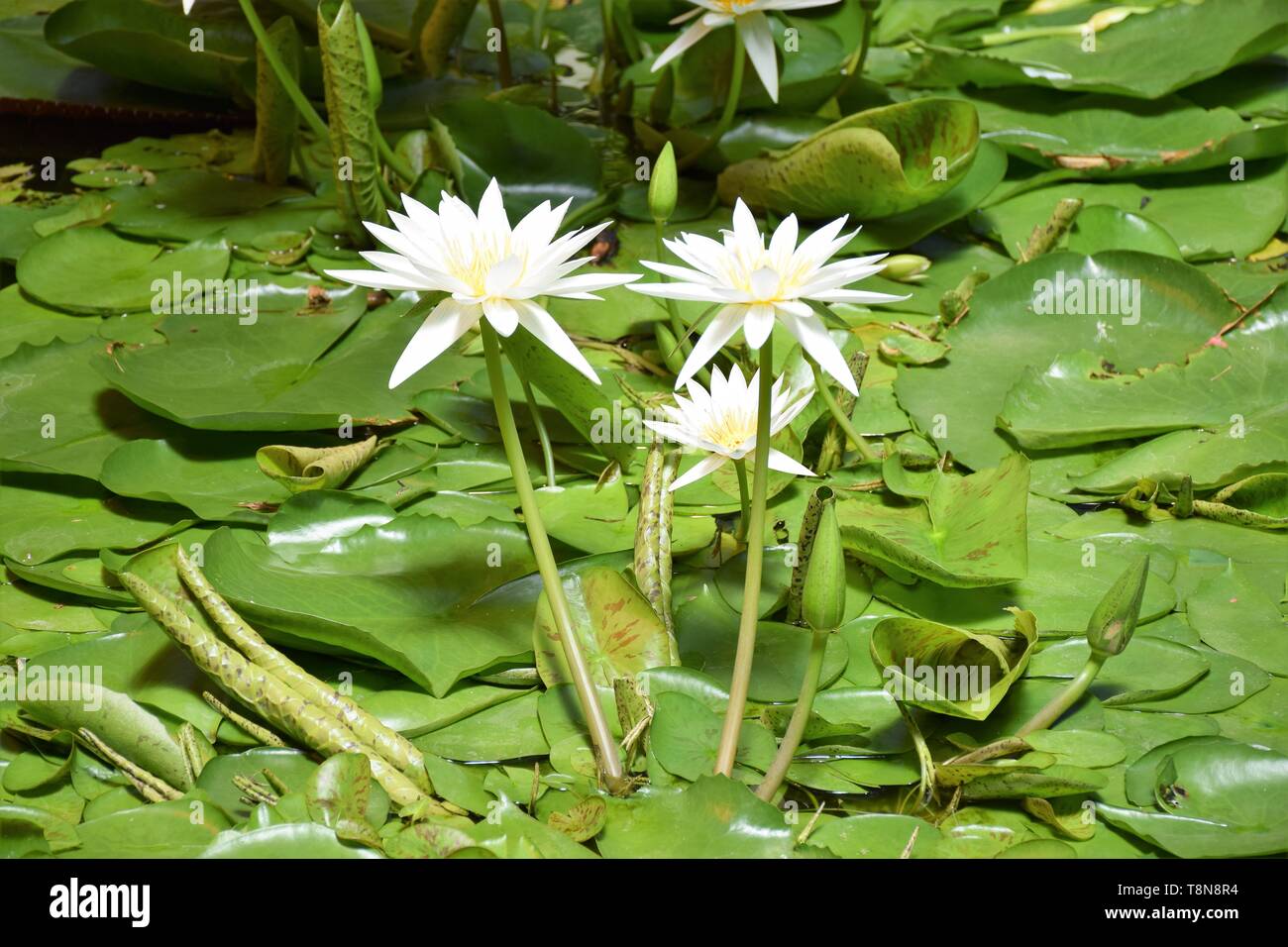 Nuova Zelanda Foto Stock