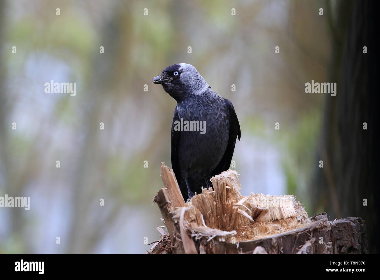 La cornacchia occidentale (Coloeus monedula) oeland,Svezia Foto Stock