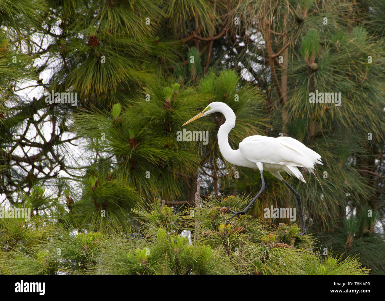 Airone bianco maggiore, noto anche come il comune garzetta, arroccato in una Ponderosa Pine Tree cercando di spettatori a sinistra, camminare sui rami di alberi Foto Stock