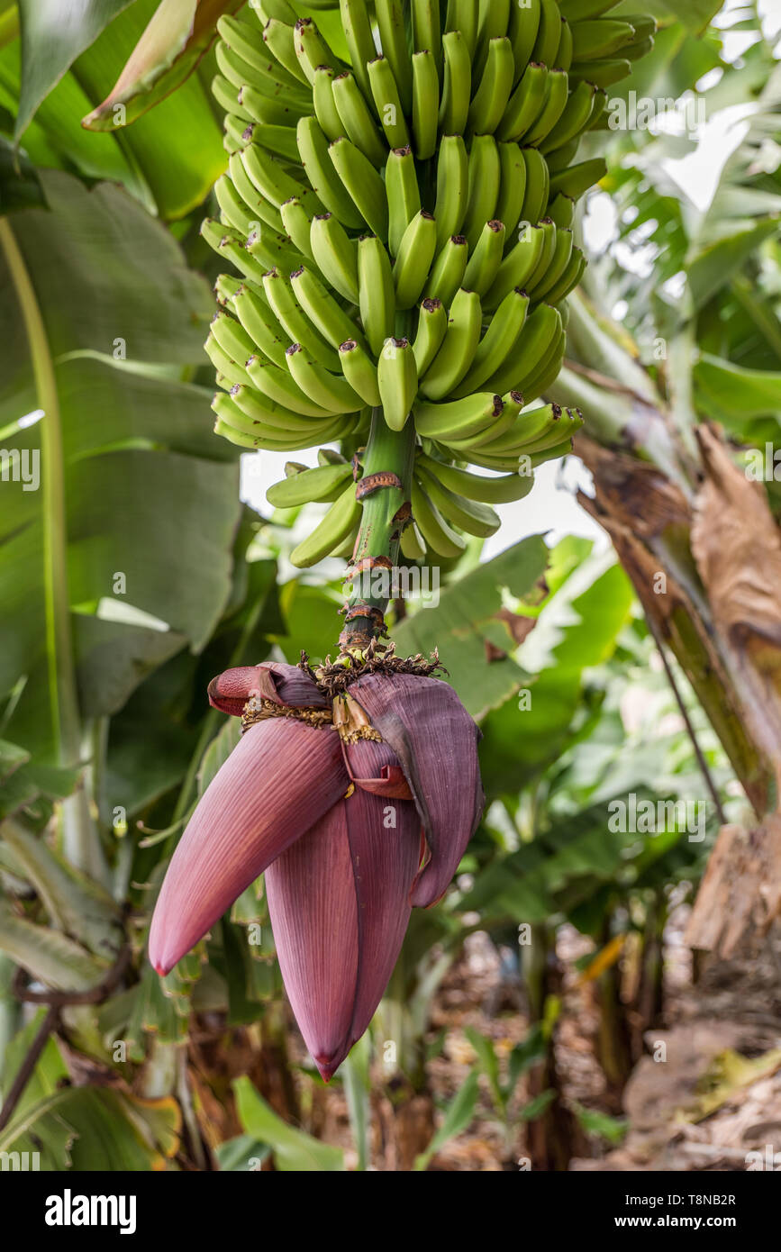 Un sano del raccolto di banane è appeso a una fioritura piante di banana. Il Plantation con altre piante di banana è in background. Foto Stock