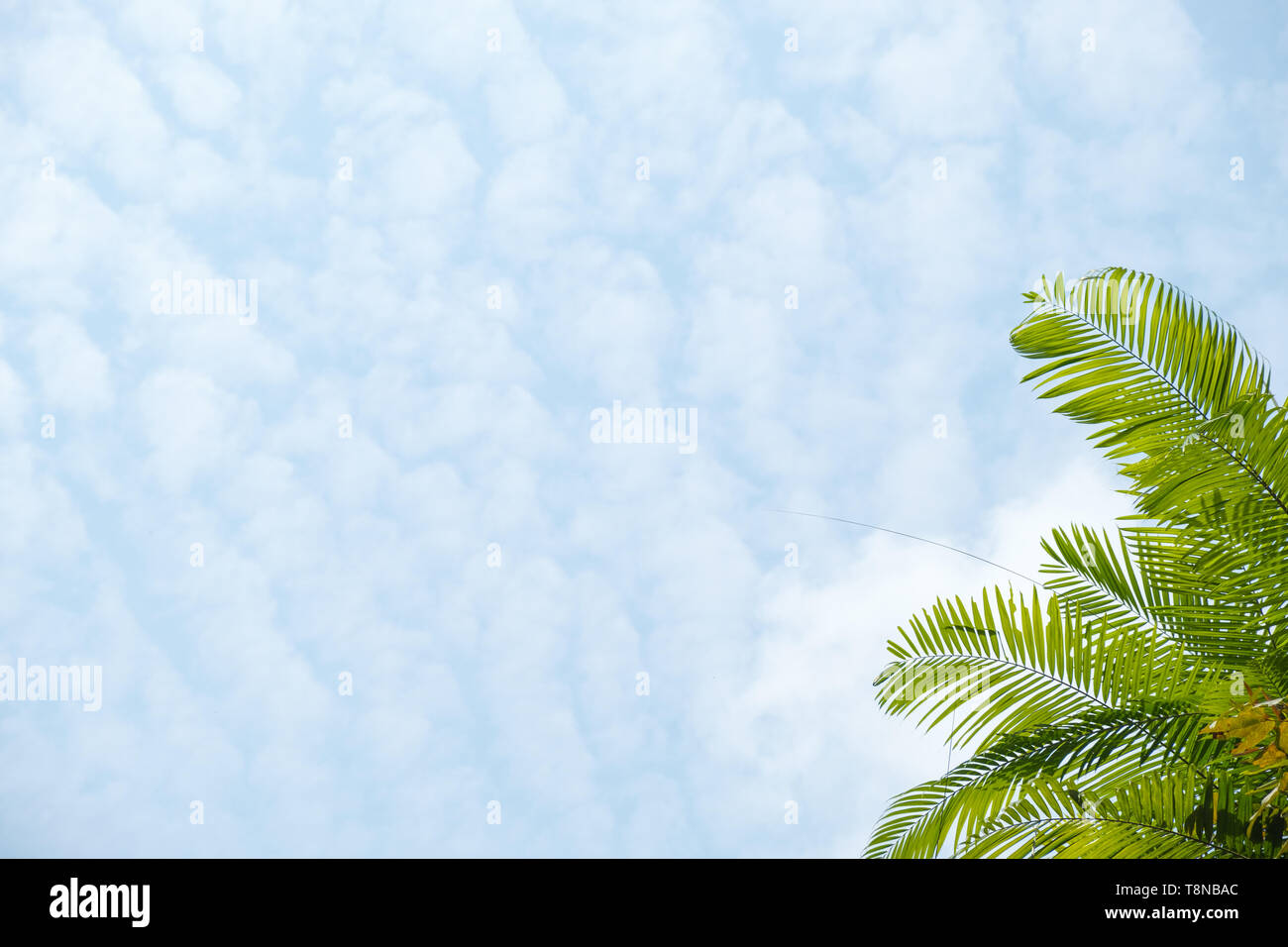 Palm tree sul cielo dello sfondo. Foglie di palmo oltre il cielo blu. sfondo tropicale Foto Stock