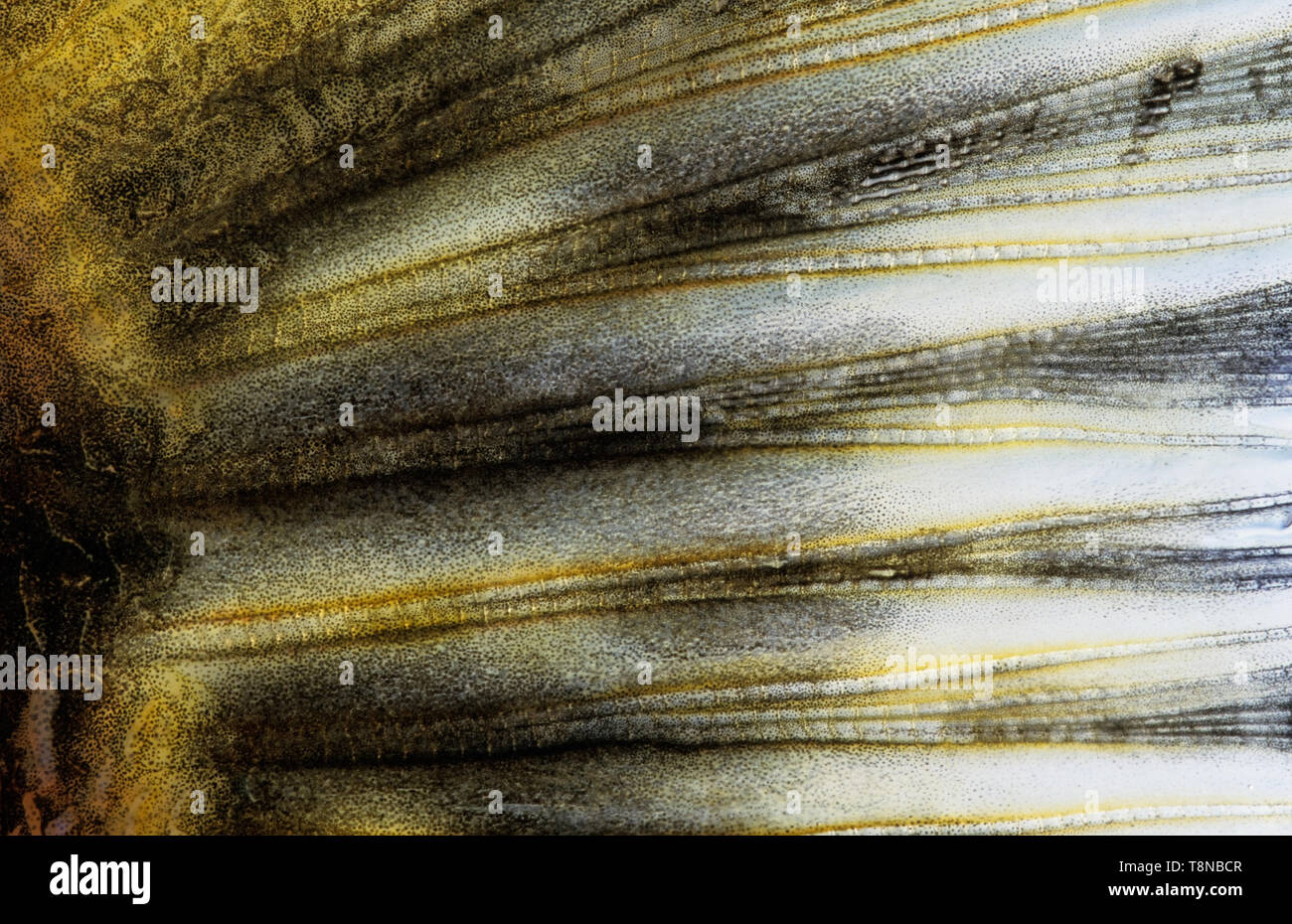 Luccio (Esox lucius)/caudale pinna di coda di close-up. Immagine appare un po' morbidi a causa del muco epidermica che copre la pelle di pesce. Foto Stock