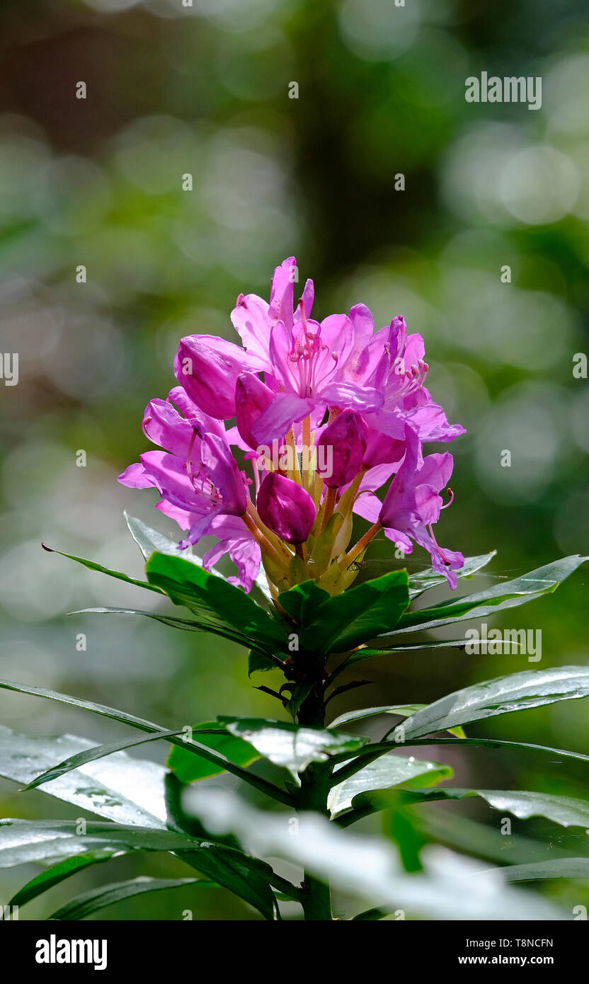 Rosa fiori di rododendro emergenti in crescita a molla Foto Stock