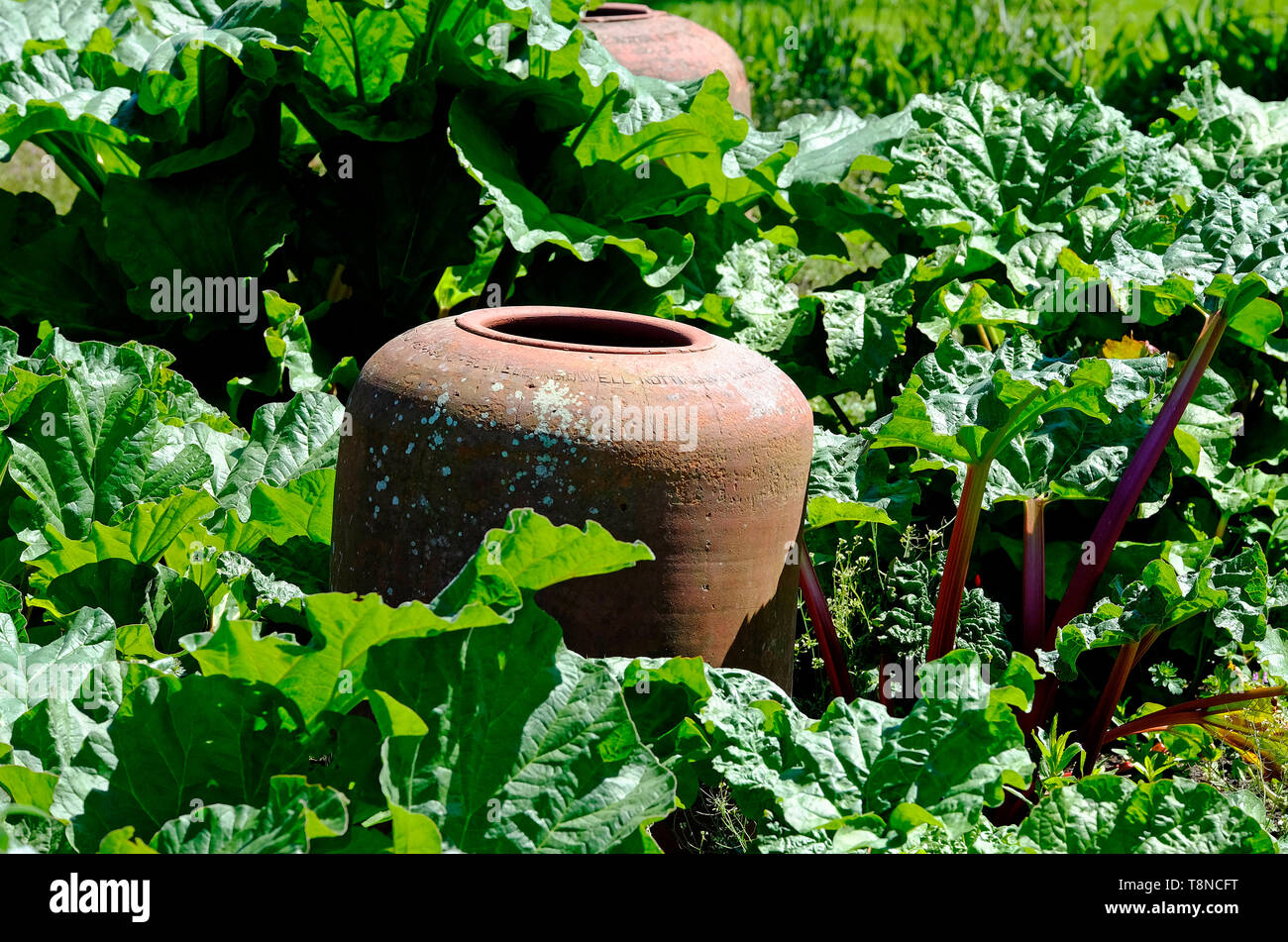 Rabarbaro forcers in inglese Garden cottage, North Norfolk, Inghilterra Foto Stock