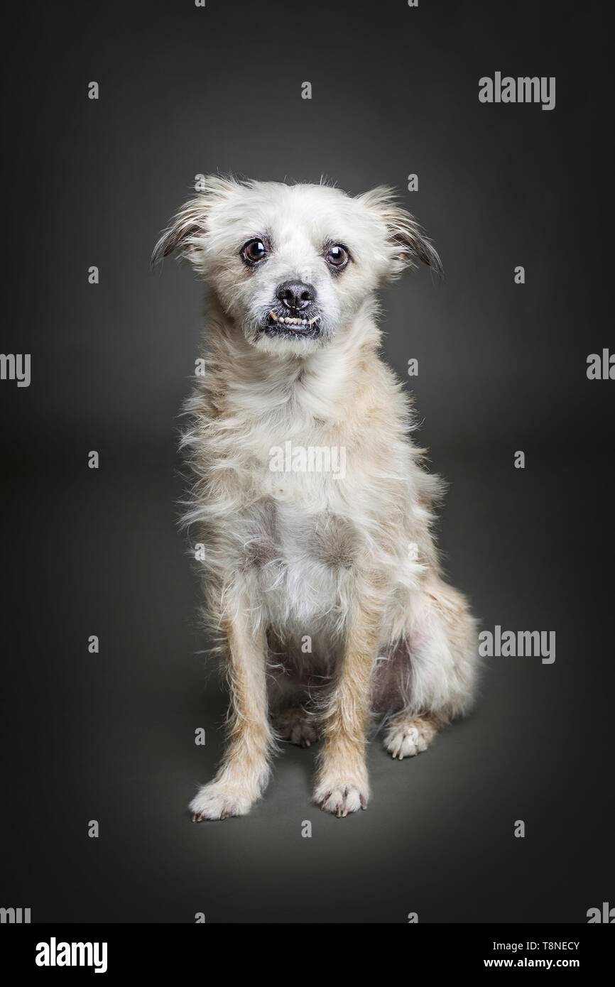 seduta mongrel Foto Stock