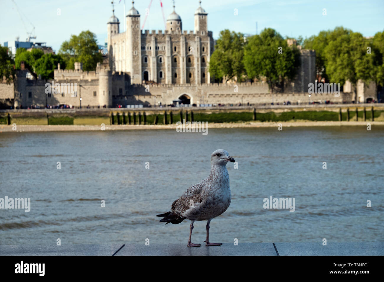 Gull in attesa di notizie sensazionali su un muro sul Fiume Tamigi di fronte alla Torre di Londra Inghilterra Foto Stock