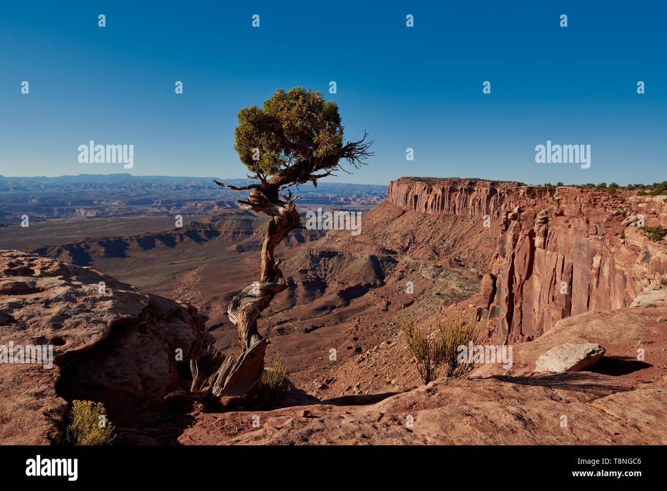 Grandview punto nel Parco Nazionale di Canyonlands, Island in the Sky , Moab, Utah, Stati Uniti d'America, America del Nord Foto Stock