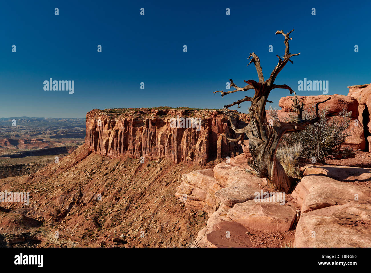 Grandview punto nel Parco Nazionale di Canyonlands, Island in the Sky , Moab, Utah, Stati Uniti d'America, America del Nord Foto Stock