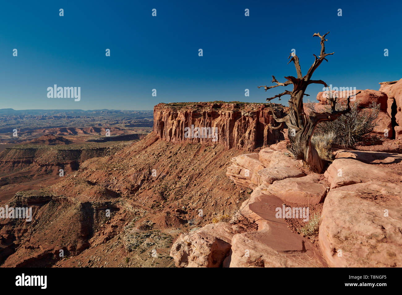 Grandview punto nel Parco Nazionale di Canyonlands, Island in the Sky , Moab, Utah, Stati Uniti d'America, America del Nord Foto Stock