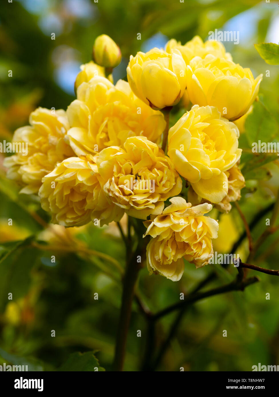 Chiusura del piccolo, doppio giallo, tarda primavera fiori del rampicate Banksian rosa, rosa banksiae Lutea " Foto Stock