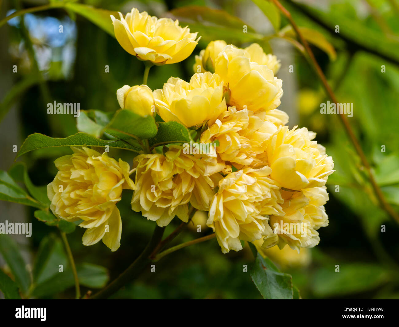 Chiusura del piccolo, doppio giallo, tarda primavera fiori del rampicate Banksian rosa, rosa banksiae Lutea " Foto Stock