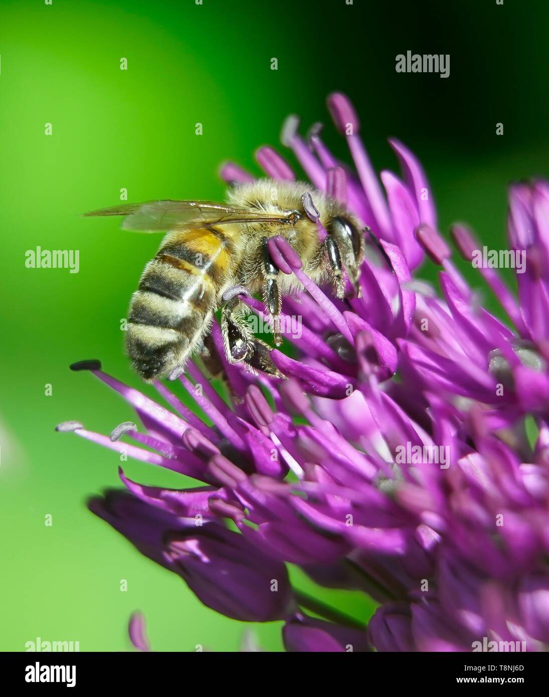 Primo piano di un'ape miele (Apis mellifera) che estrae polline da una testa inferiore viola con sfondo verde Foto Stock