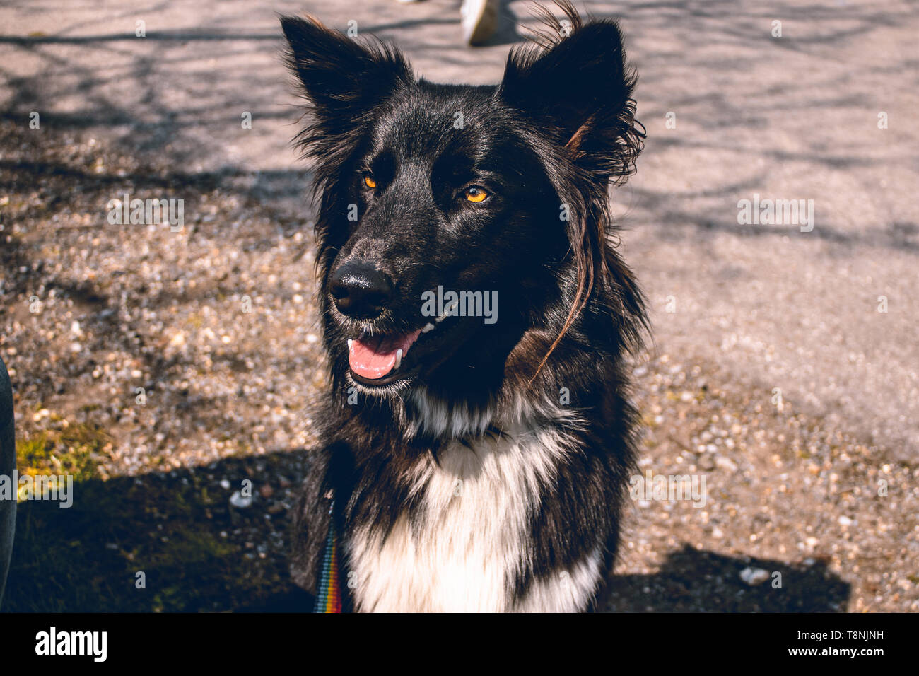Cane sveglio Foto Stock