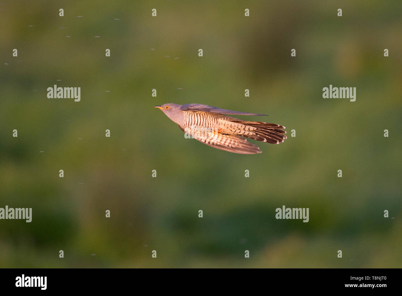 Cuculo comune (Cuculus canorus) Foto Stock