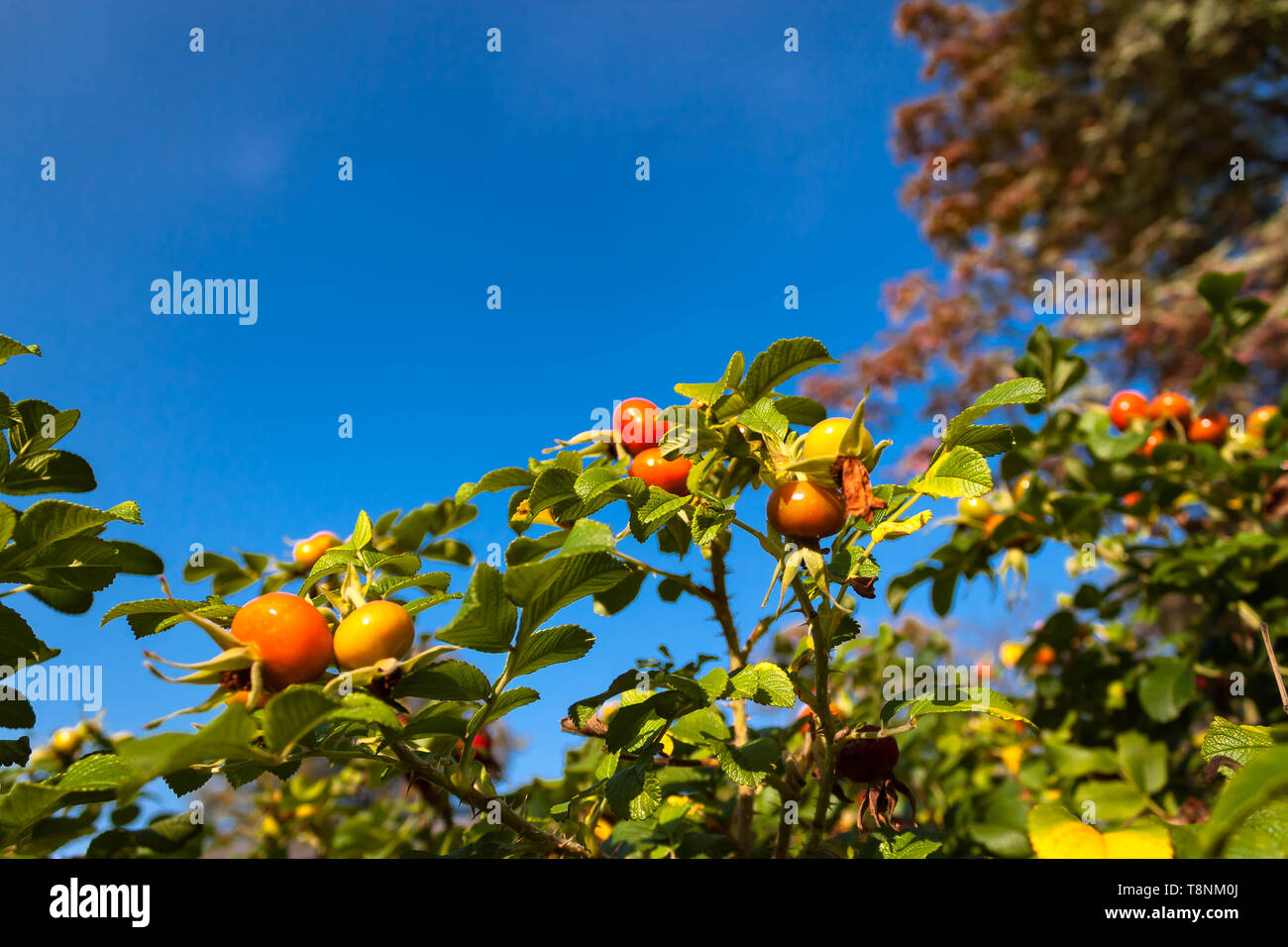 Close up wild rose hips bush in natura con un luminoso rosa selvatica o rosa canina bacche o frutti per una sana alimentazione su rami o rametti sullo sfondo Foto Stock