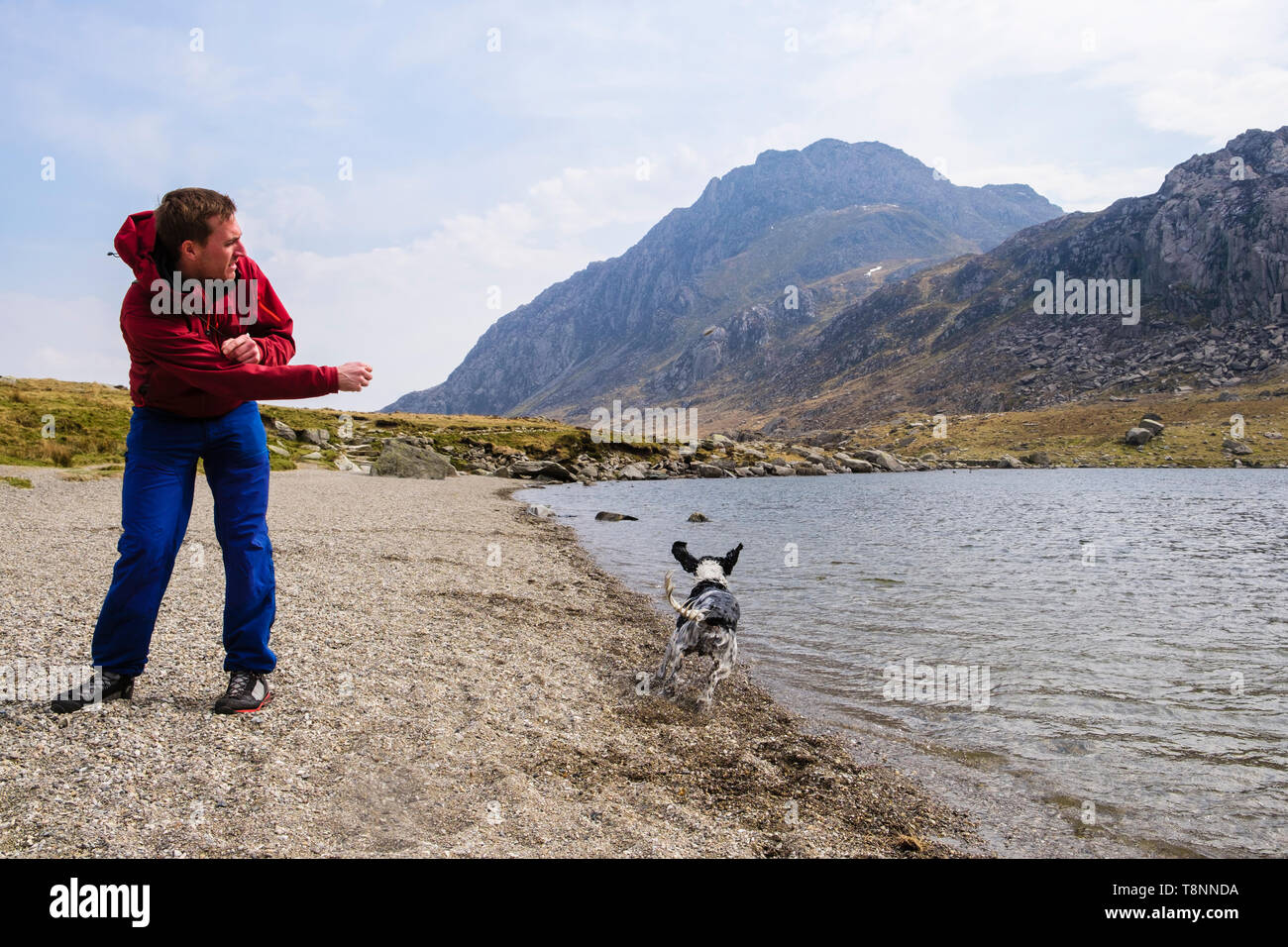 Un giovane uomo millenario di gettare una pietra in Llyn Idwal lago per una Springer Spaniel cane da caccia nel Parco Nazionale di Snowdonia. Ogwen, Gwynedd, Wales, Regno Unito Foto Stock