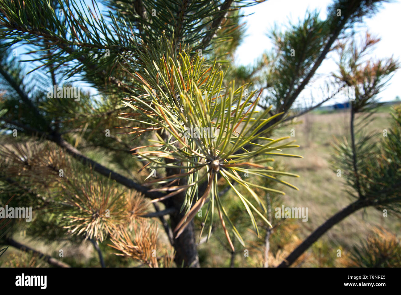 La conifera giovani colpiti dalla malattia. Pino ammalato. Aghi gialli Foto Stock