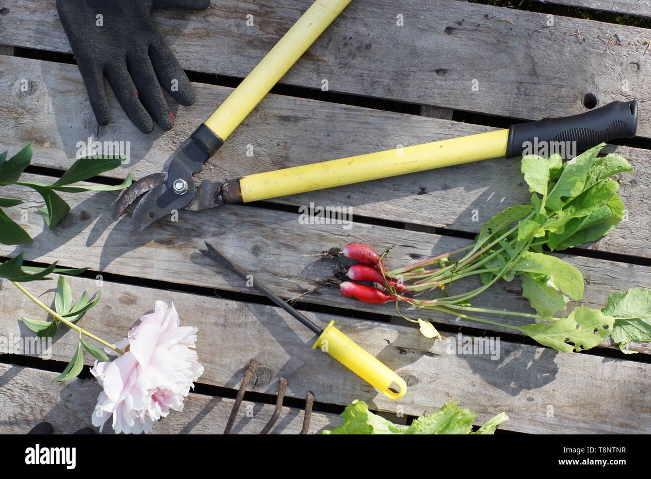 Attrezzi da giardino per lavorare in natura stabiliti su schede. Foto Stock