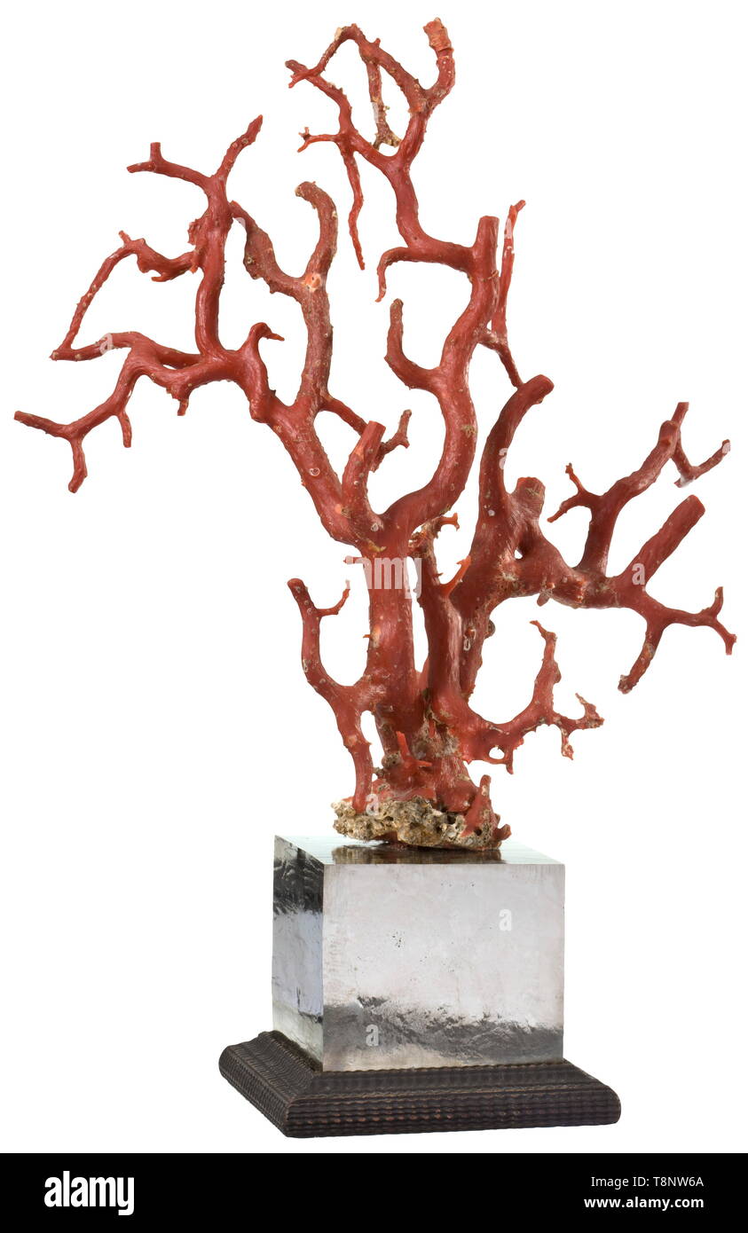 Un italiano coral tree, secolo XIX filiale di grandi dimensioni di rosso prezioso corallo con molteplici ramoscelli montata su un pesante cubo di pirite di crescita naturale, con un profilato di base di legno. Altezza 33 cm. storica, storica, artigianato, artigianato, craft, oggetto, gli oggetti alambicchi, clipping, clippings, tagliate, cut-out, ritagli del XIX secolo, Additional-Rights-Clearance-Info-Not-Available Foto Stock