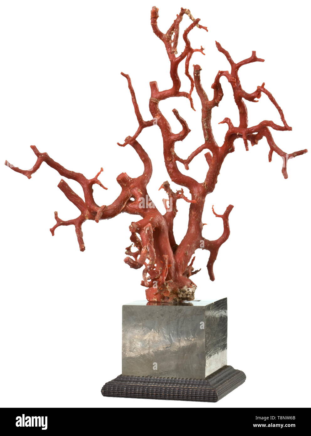 Un italiano coral tree, secolo XIX filiale di grandi dimensioni di rosso prezioso corallo con molteplici ramoscelli montata su un pesante cubo di pirite di crescita naturale, con un profilato di base di legno. Altezza 33 cm. storica, storica, artigianato, artigianato, craft, oggetto, gli oggetti alambicchi, clipping, clippings, tagliate, cut-out, ritagli del XIX secolo, Additional-Rights-Clearance-Info-Not-Available Foto Stock
