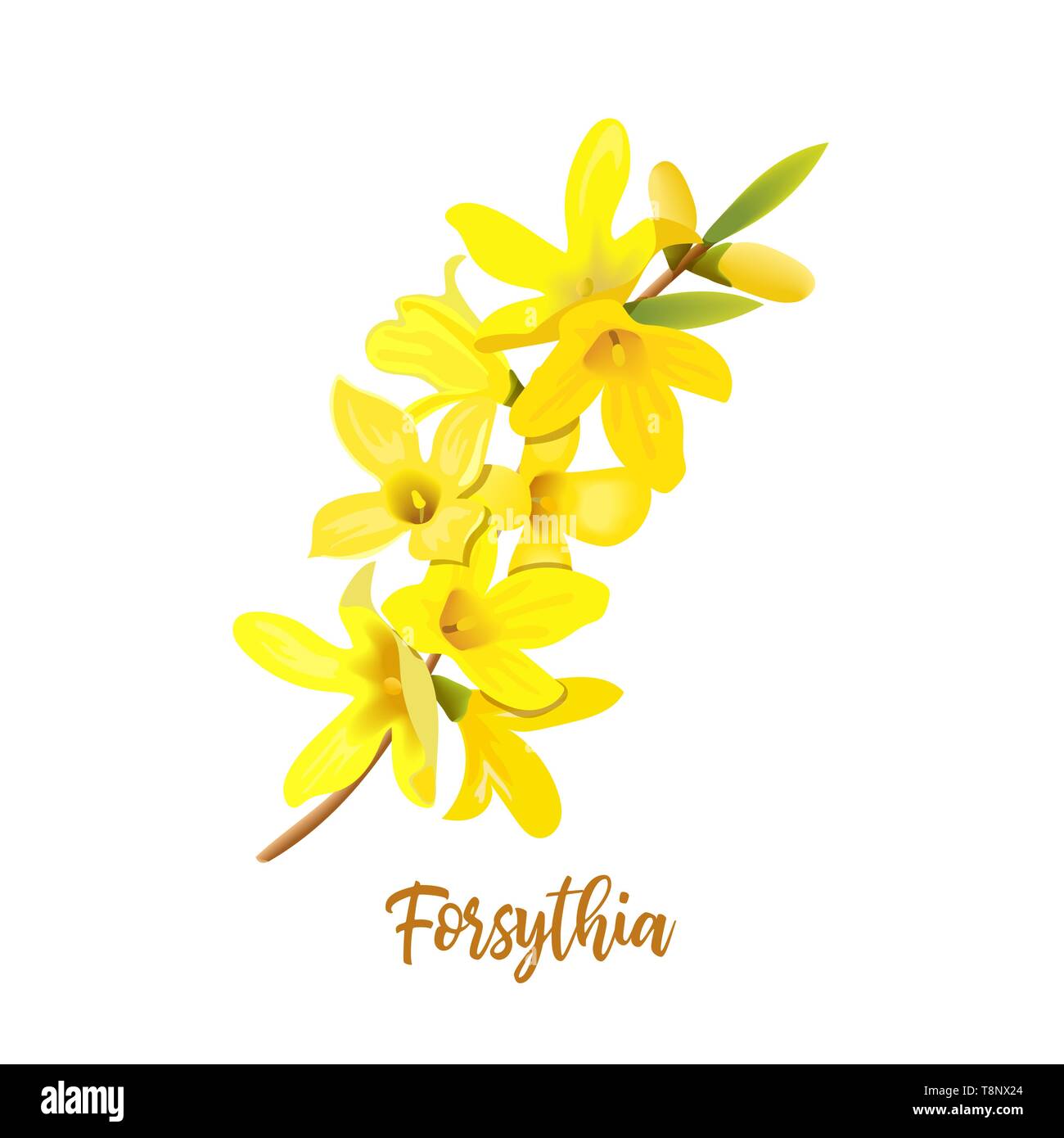 Golden Bell, Forsitia suspensa, Pasqua albero, ramo di primavera con la fioritura fiori gialli. Illustrazione Vettoriale Illustrazione Vettoriale