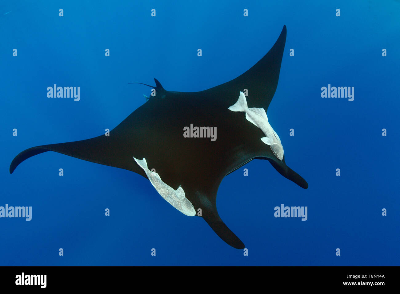 Nero manta oceaniche (Mobula birostris) nuotare nel blu con i raggi del sole - paesaggio subacqueo di Revillagigedo Arcipelago Foto Stock