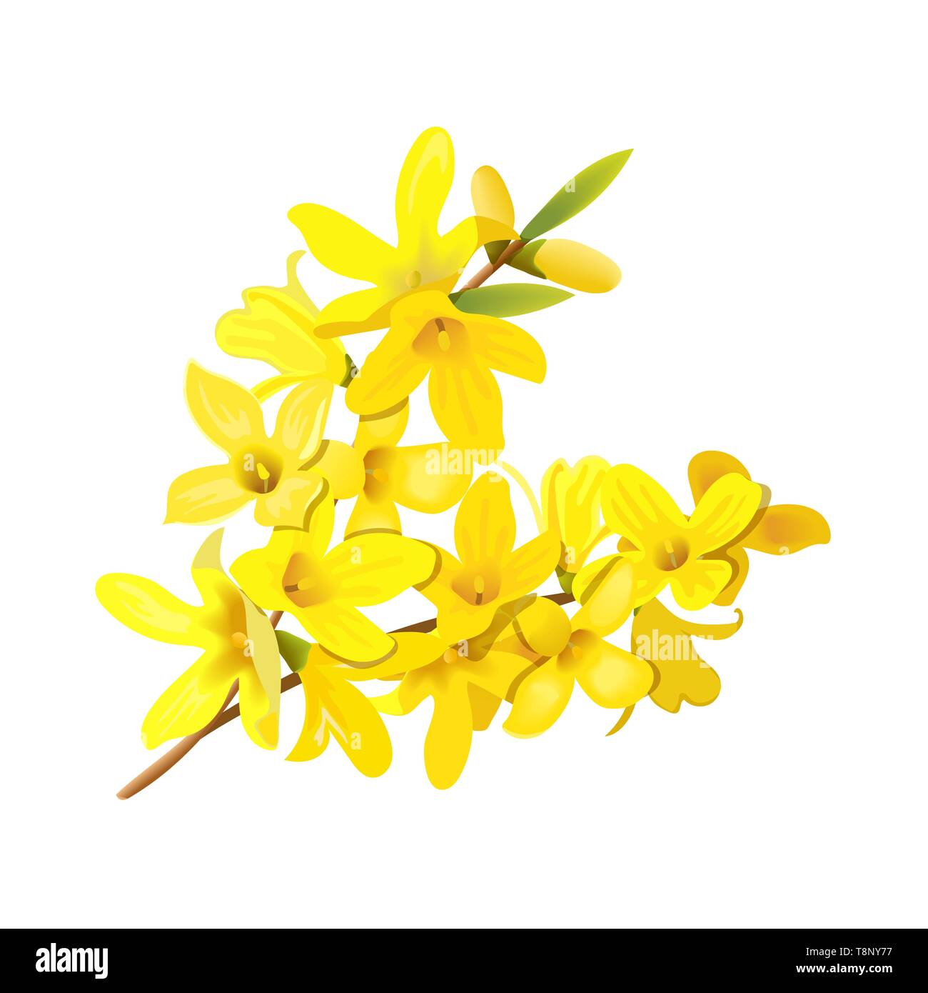 Coltivazione suspensa, soffici primavera ramo dell'albero. Golden Bell, fioritura fiori gialli. Illustrazione Vettoriale Illustrazione Vettoriale