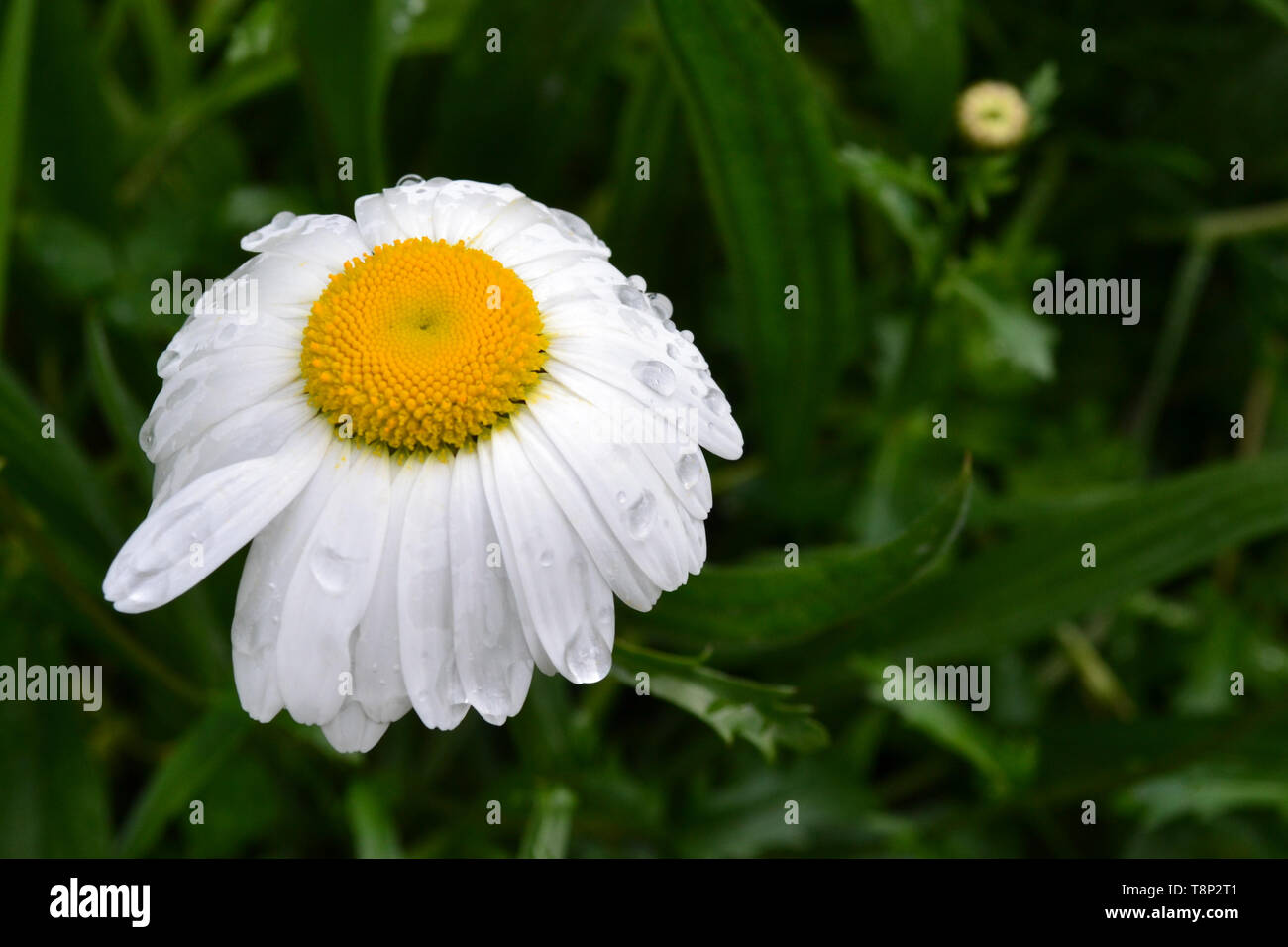 Bianco di fiori di camomilla con gocce d'acqua su petali in una giornata di sole dopo la pioggia. Close up. Sfondo. La camomilla. Daisy Foto Stock
