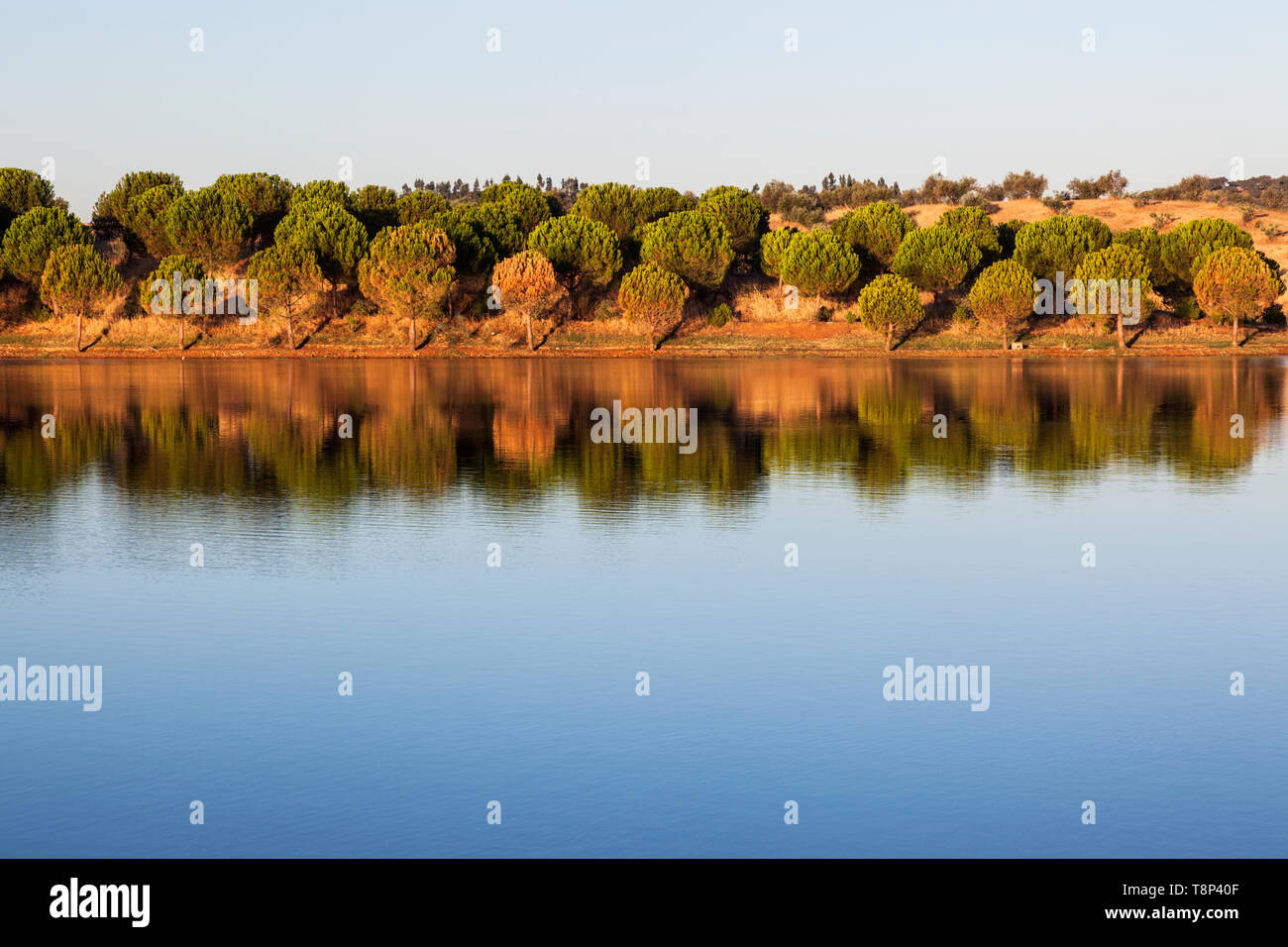 Alberi di pino nella regione di Alentejo, Portogallo Foto Stock