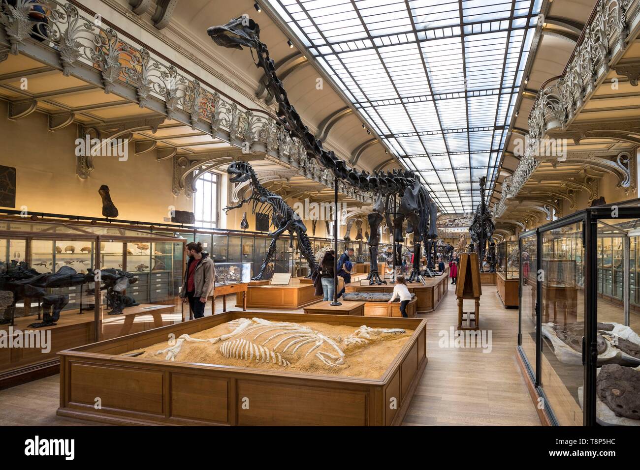 Francia, Parigi, Jardin des Plantes e il Museo Nazionale di Storia Naturale, gallerie di Paleontologia e di Anatomia Comparata, fossili di scheletri di Diplodocus carnegii e Allosaurus fragilis Foto Stock