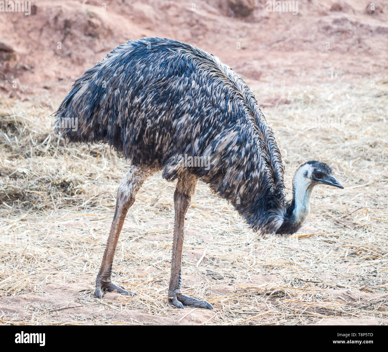 Emu (Dromaius novaehollandiae), il secondo più grande uccello vivo da altezza. Foto Stock