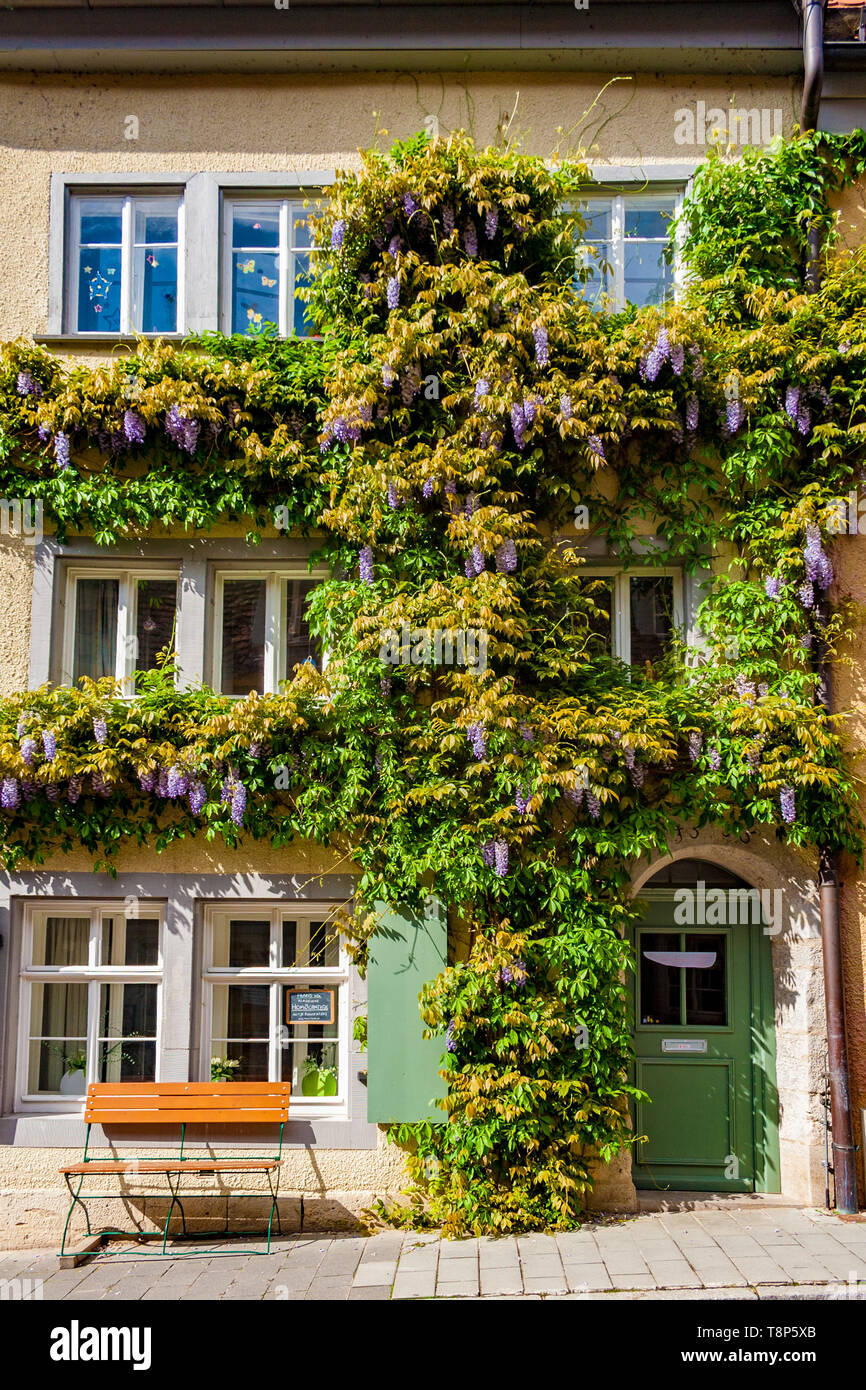 Vista pittoresca di Syringa coperte di facciata della casa con una porta verde e una panca in legno in Germania. Il aggrappati e arrampicata fioritura viola Syringa... Foto Stock