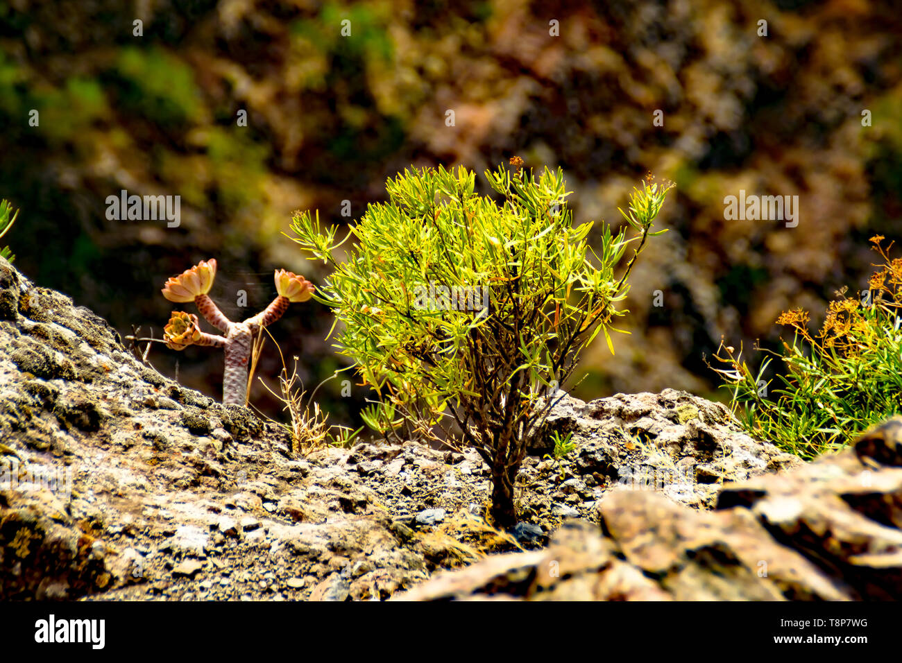 Sub tipica pianta tropicale in Teno montagne di Tenerife. Per le isole Canarie sono più arti di piante che in tutto il continente europeo. Foto Stock