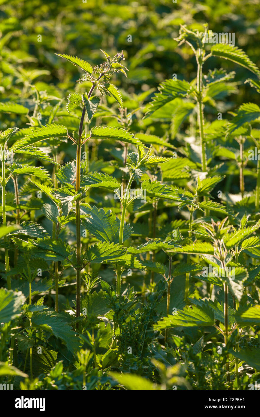 Un letto del comune o di ortica ortica, Urtica dioica, retroilluminati da sole della sera Foto Stock