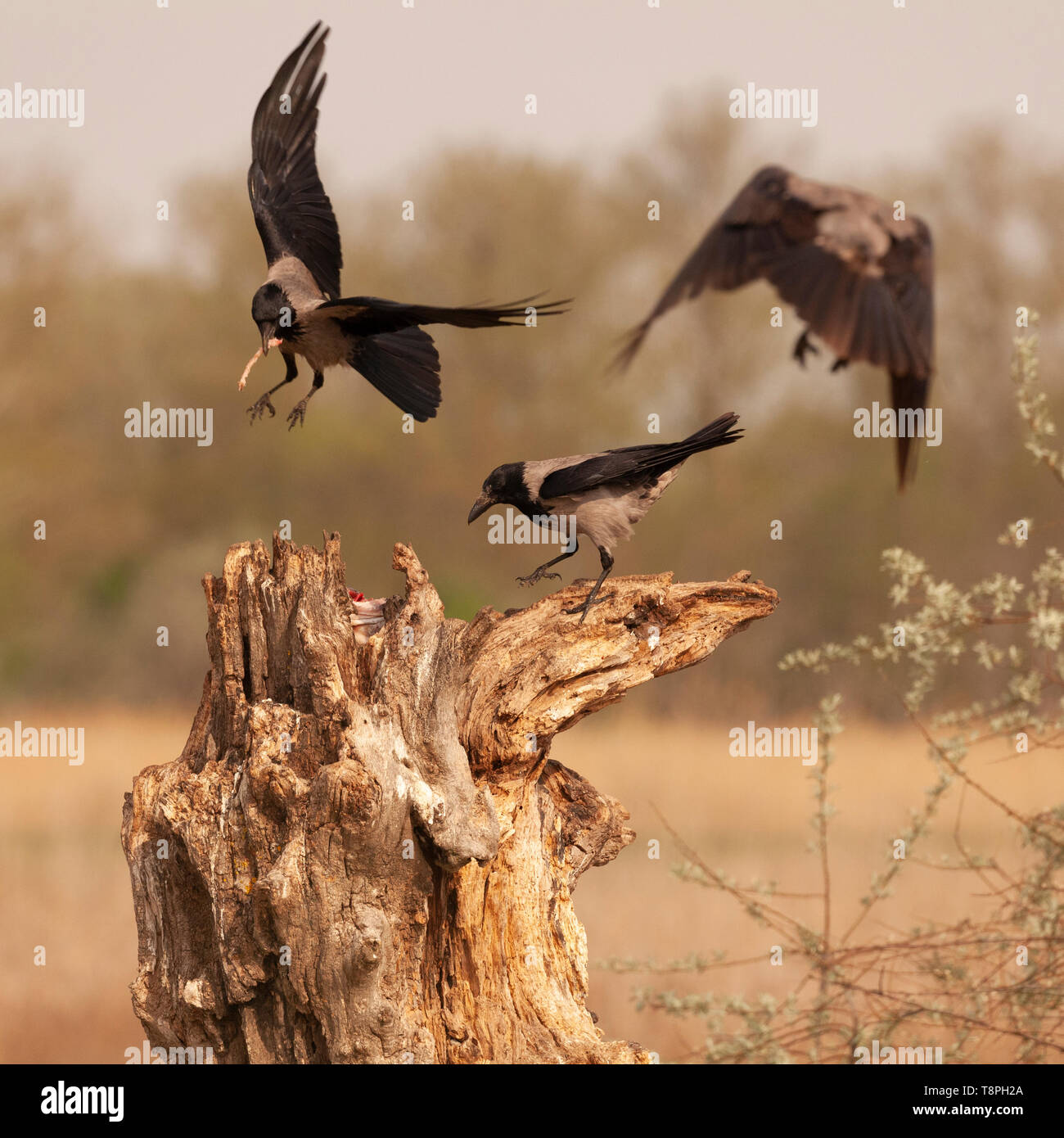 Tre wild cornacchie grige, Corvus cornix, aka cornacchia grigia, in piedi sul glying e al di sopra di un ceppo di albero su cui è stato posto un pesce (come una alimentazione esca fo Foto Stock