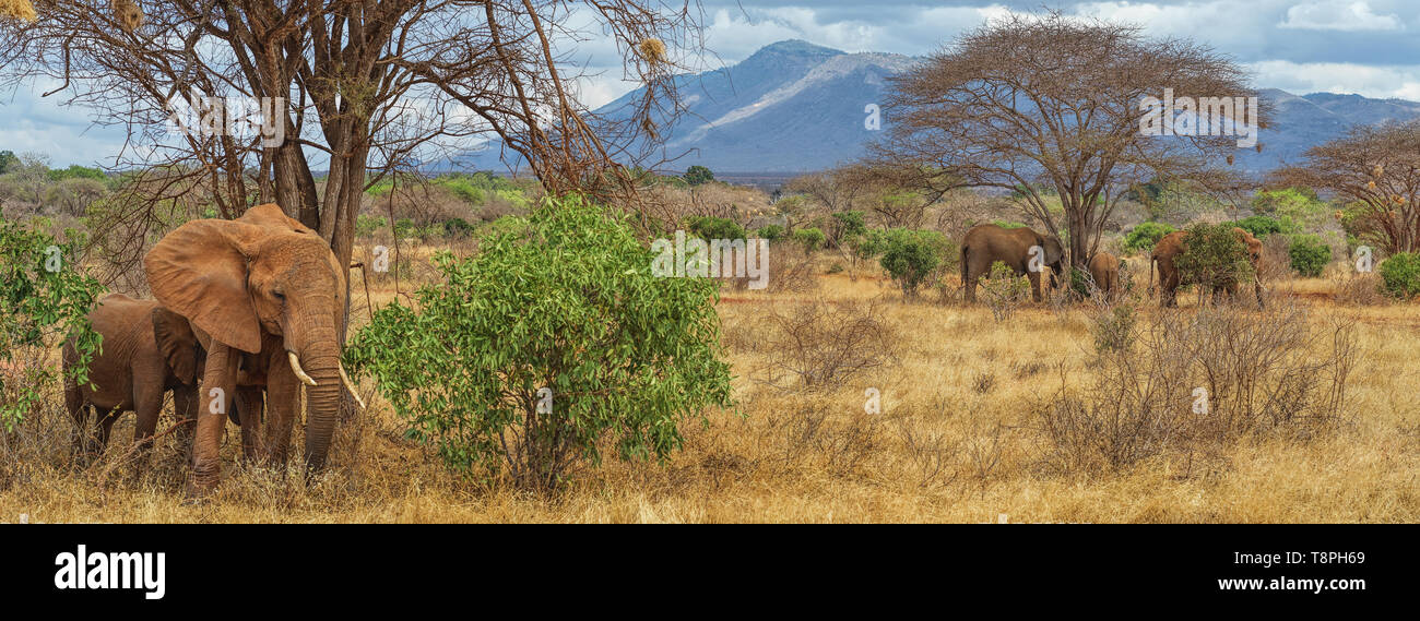 Elefante in Tsavo National Park in Kenya Africa orientale Foto Stock