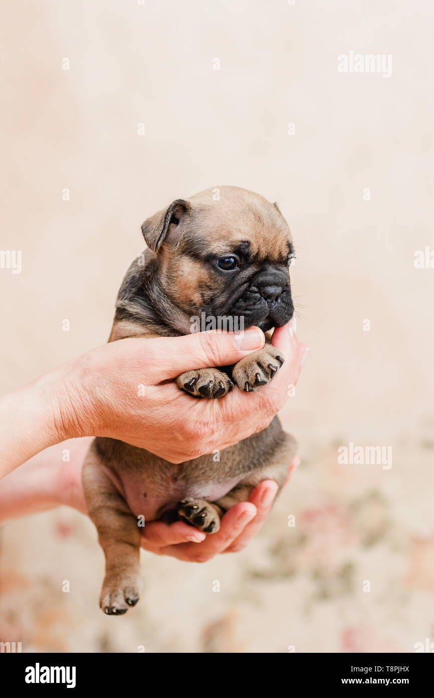 Bulldog francese cucciolo ritratto su color crema pallido sfondo luminoso nelle mani della padrona di casa Foto Stock