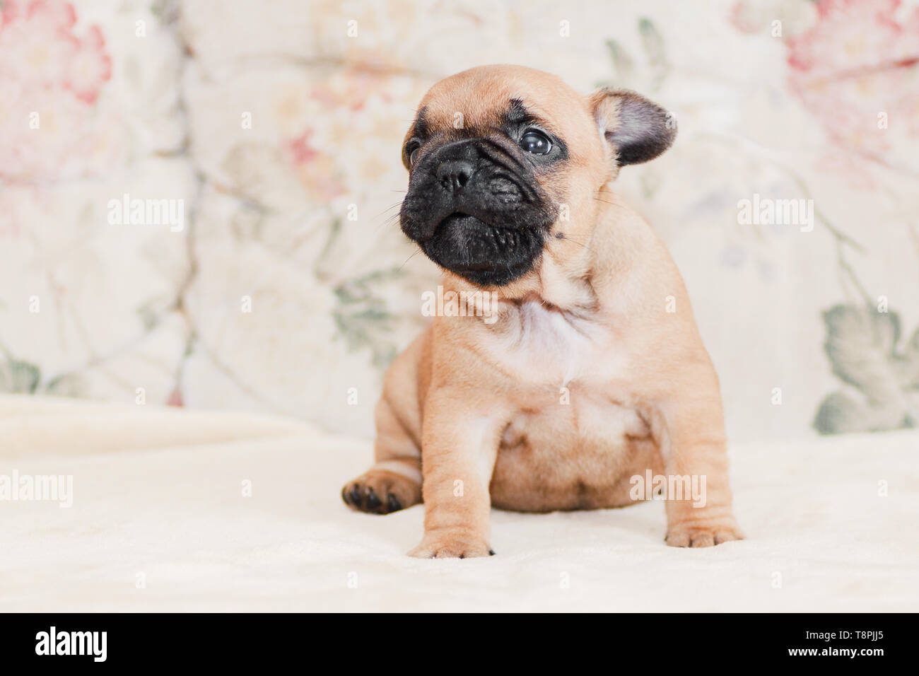 Bulldog francese cucciolo ritratto su color crema pallido sfondo luminoso Foto Stock